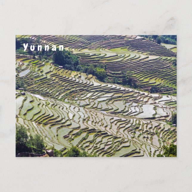 Berömd yuanyang Ris Terraces - Yunnan, China Vykort (Framsida)