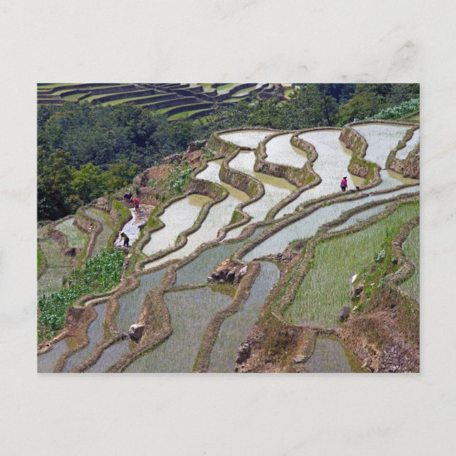 Berömd yuanyang Ris Terraces - Yunnan, China Vykort (Framsida)