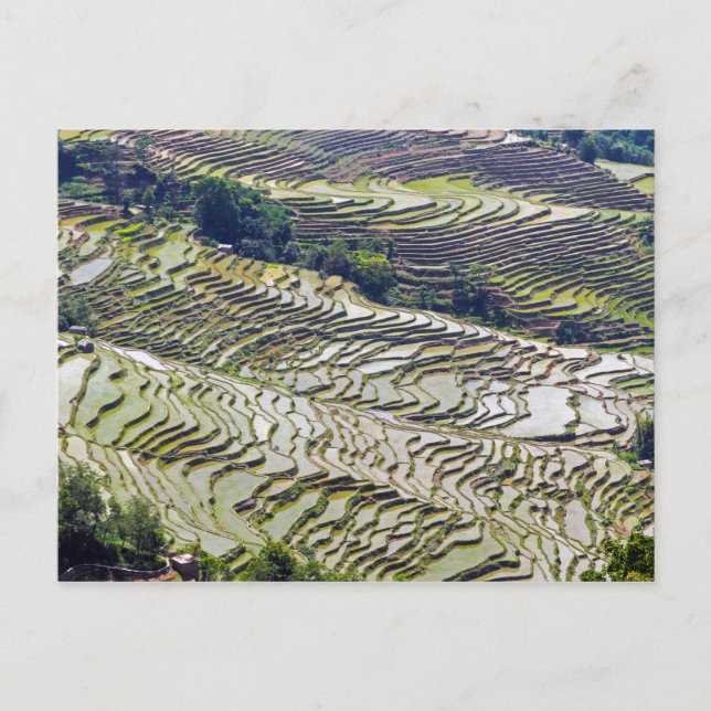 Berömd yuanyang Ris Terraces - Yunnan, China Vykort (Framsida)