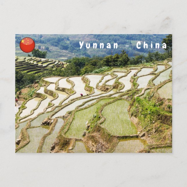 Berömd yuanyang Ris Terraces - Yunnan, China Vykort (Framsida)