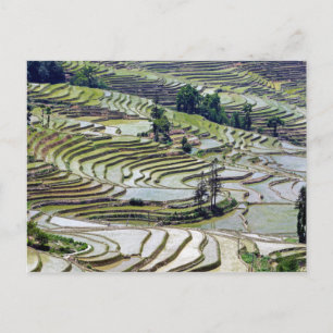Berömd yuanyang Ris Terraces - Yunnan, China Vykort