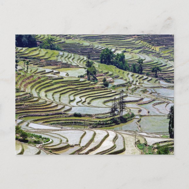 Berömd yuanyang Ris Terraces - Yunnan, China Vykort (Framsida)