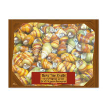 Berömda Oahu trädsniglar går slocknade, om inte -