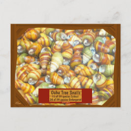 Berömda Oahu trädsniglar går slocknade, om inte - Vykort