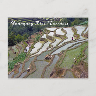 Berömda Yuanyang-ris terrasser - Yunnan, Kina Vykort