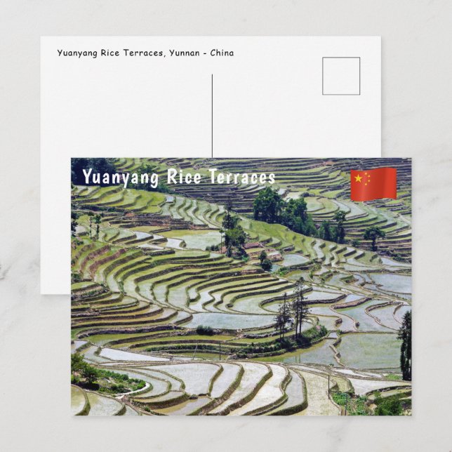 Berömda Yuanyang-risodlingar - Yunnan, Kina Vykort (Fram/baksida)