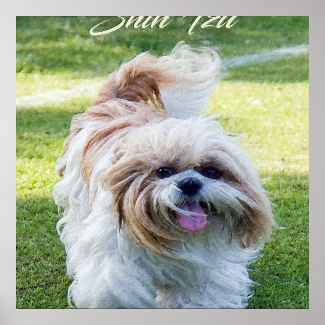 berömvärd Shih Tzu hund Poster (Framsidan)