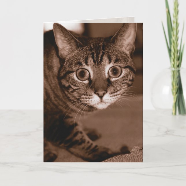 Berört katt kort (Framsida)