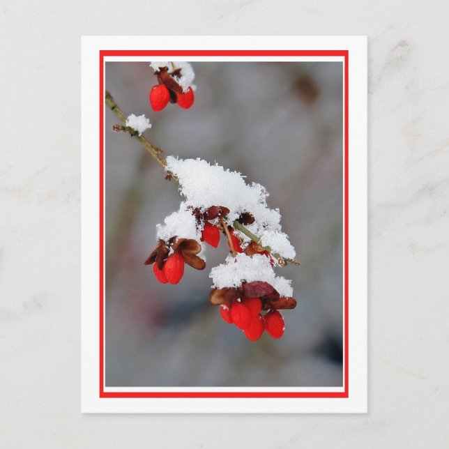 Berries med Snö Vykort (Framsida)