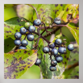 Berries on a Branch Poster