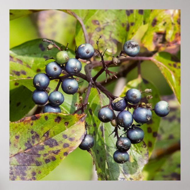 Berries on a Branch Poster (Framsidan)