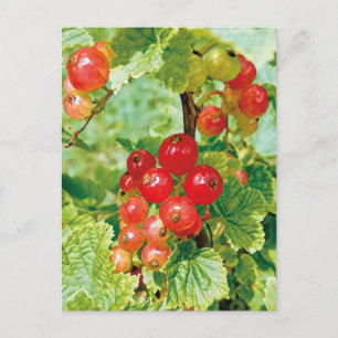 Berries Red Currant-vykort Vykort