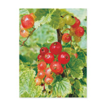 Berries Red Currant-vykort