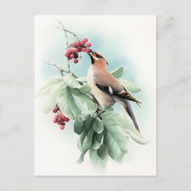 Berries to Eat Vykort (Framsida)