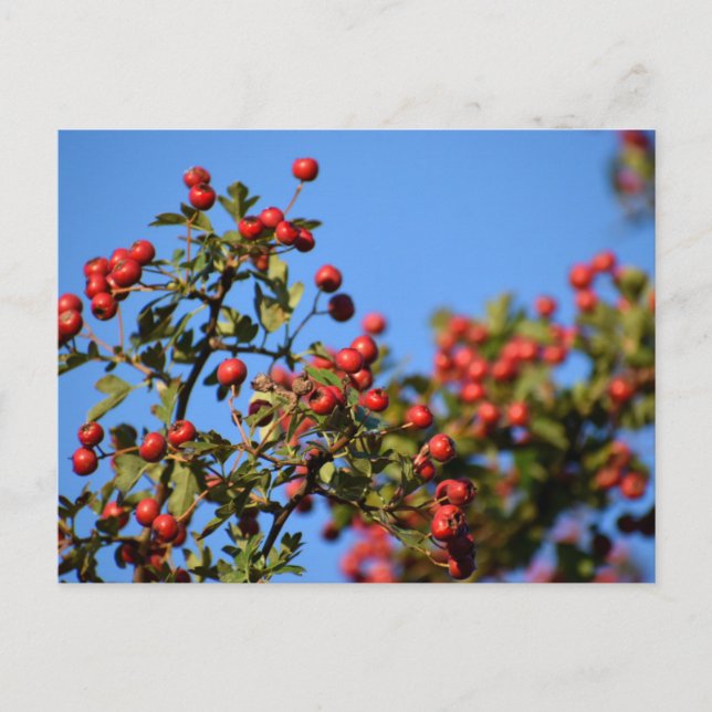 Berries Vykort (Framsida)