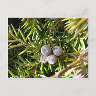 Berry Baubles Vykort