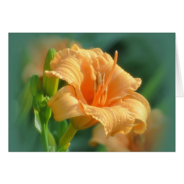 Bertie Blooms - Daylily Hälsningskort (Framsidan Horizontal)