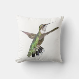 Berylline hummingbird kudde