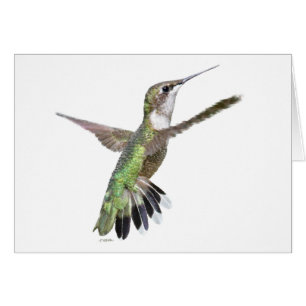 Berylline Hummingbird Painting Hälsningskort