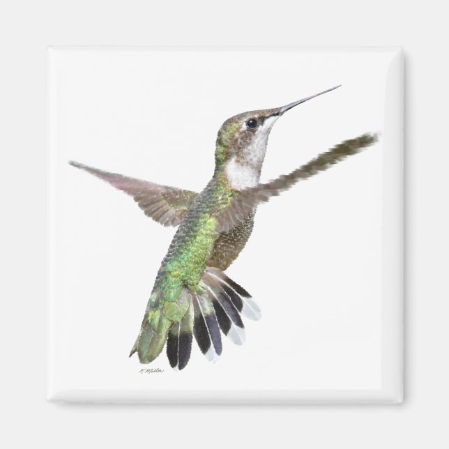 Berylline Hummingbird Painting Magnet (Framsidan)