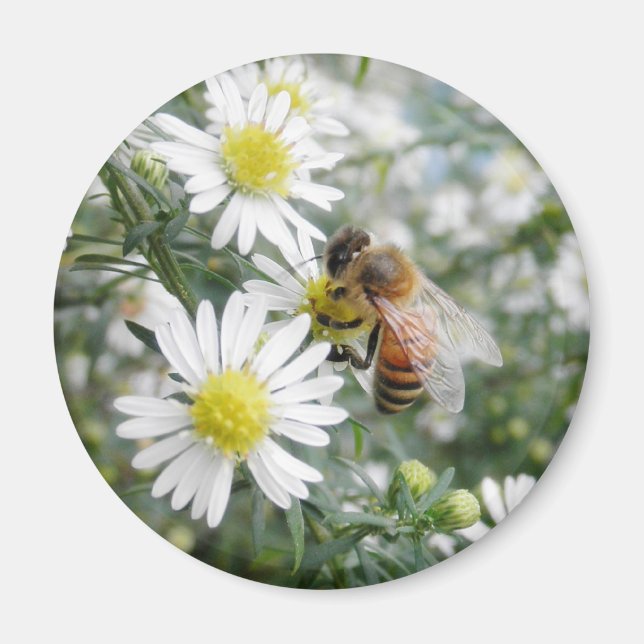 Bes HonungsBee Wildblommwers Daisy Foto Magnet (Framsidan)