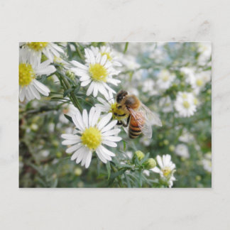 Bes HonungsBee Wildblommwers Daisy Foto Vykort