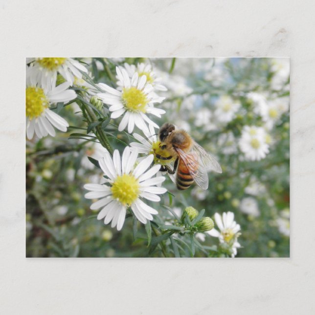 Bes HonungsBee Wildblommwers Daisy Foto Vykort (Framsida)