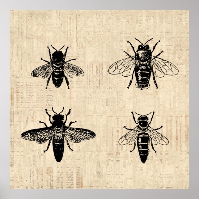 Bes Illustration Antique Bee Art Vintage Design Poster (Framsidan)