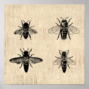 Bes Illustration Antique Bee Art Vintage Design Poster