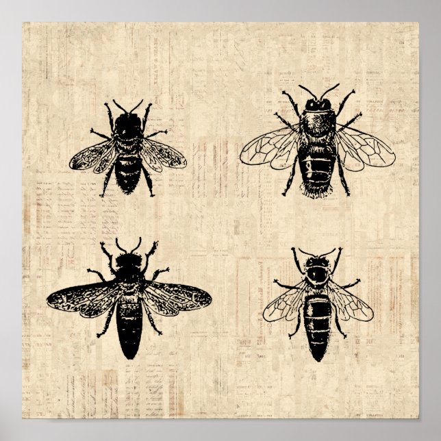 Bes Illustration Antique Bee Art Vintage Design Poster (Framsidan)