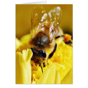 Bes Pollen Insekter Vingar Macro Kryp Hälsningskort