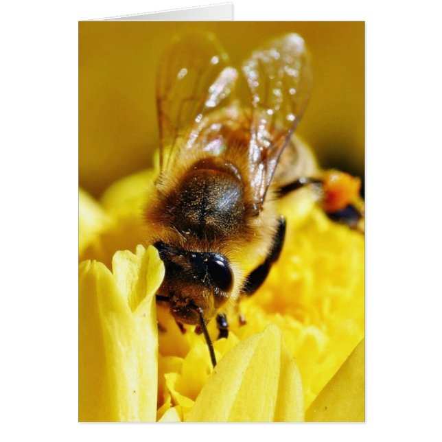 Bes Pollen Insekter Vingar Macro Kryp Hälsningskort (Framsidan)