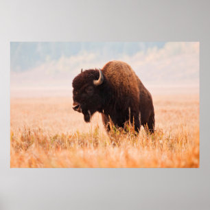 Besättning av amerikansk bison (Bison Bison) i Tet Poster
