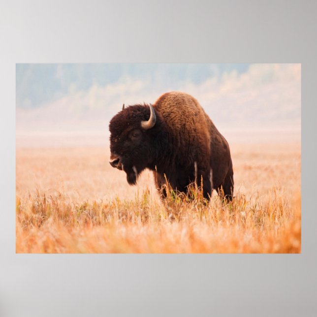 Besättning av amerikansk bison (Bison Bison) i Tet Poster (Framsidan)