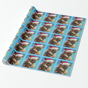 Besegra under julhattKoala Presentpapper