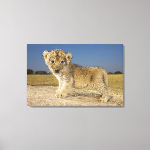 Beskåda av den unga lejona ungen (pantheraen leo) canvastryck