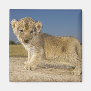 Beskåda av den unga lejona ungen (pantheraen leo) magnet