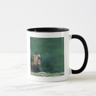 Beskåda av en lejon (pantheraen leo) öppning des mugg
