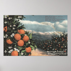 Beskåda av en orange fruktträdgård med berg poster