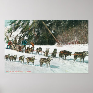 Beskåda av ett Husky Hund-Sled lag Poster