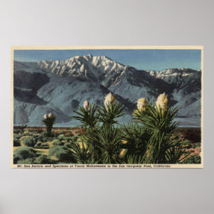 Beskåda av Mt. San Jacinto, yuccaen Mohavensis Poster