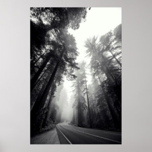 Beskåda av Sequoiaträd i skog Poster