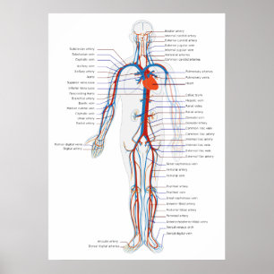 Beskådar det Anterior cirkulations- systemet för Poster