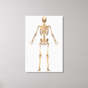 Beskådar det Skeletal systemet för människan, Canvastryck