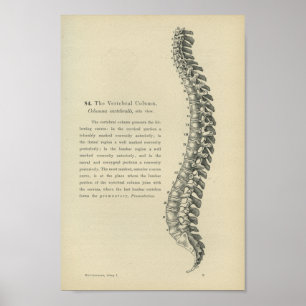 Beskrivning av den Vertebral kolonnen Poster