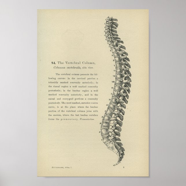 Beskrivning av kolumnen Vertebral Poster (Framsidan)