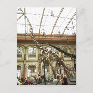 Beskrivning Museum für Naturkunde, Berlin: Skelett Vykort