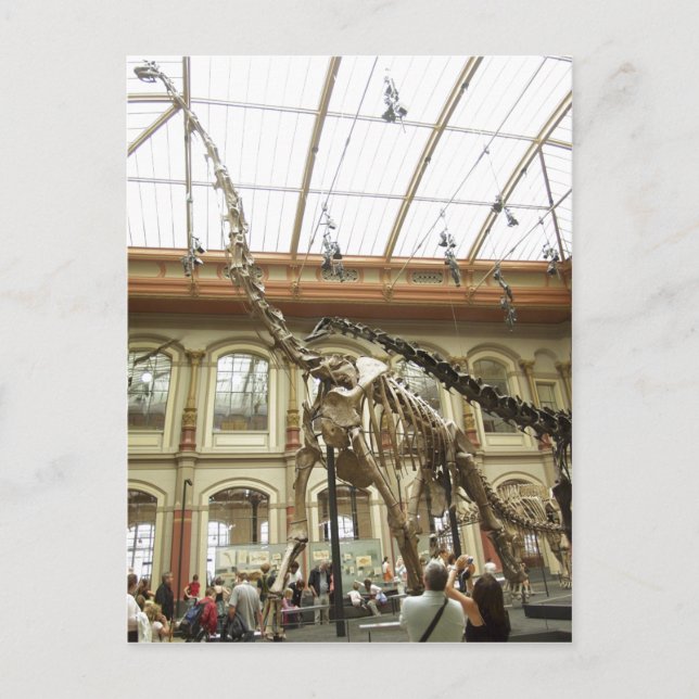 Beskrivning Museum für Naturkunde, Berlin: Skelett Vykort (Framsida)