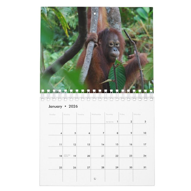 Beskydd för Krista Orangutandjurliv Kalender (Jan 2026)