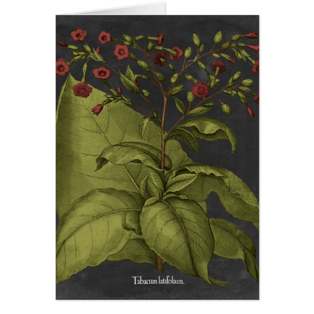 Besler Dramatique I Hälsningskort (Framsidan)